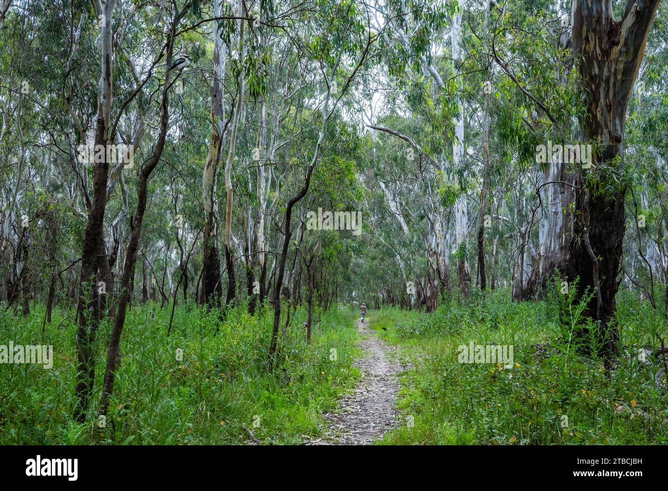 Eine Frau, die in einem Wald auf dem Weg läuft. New South Wales, Australien. Stockfoto
