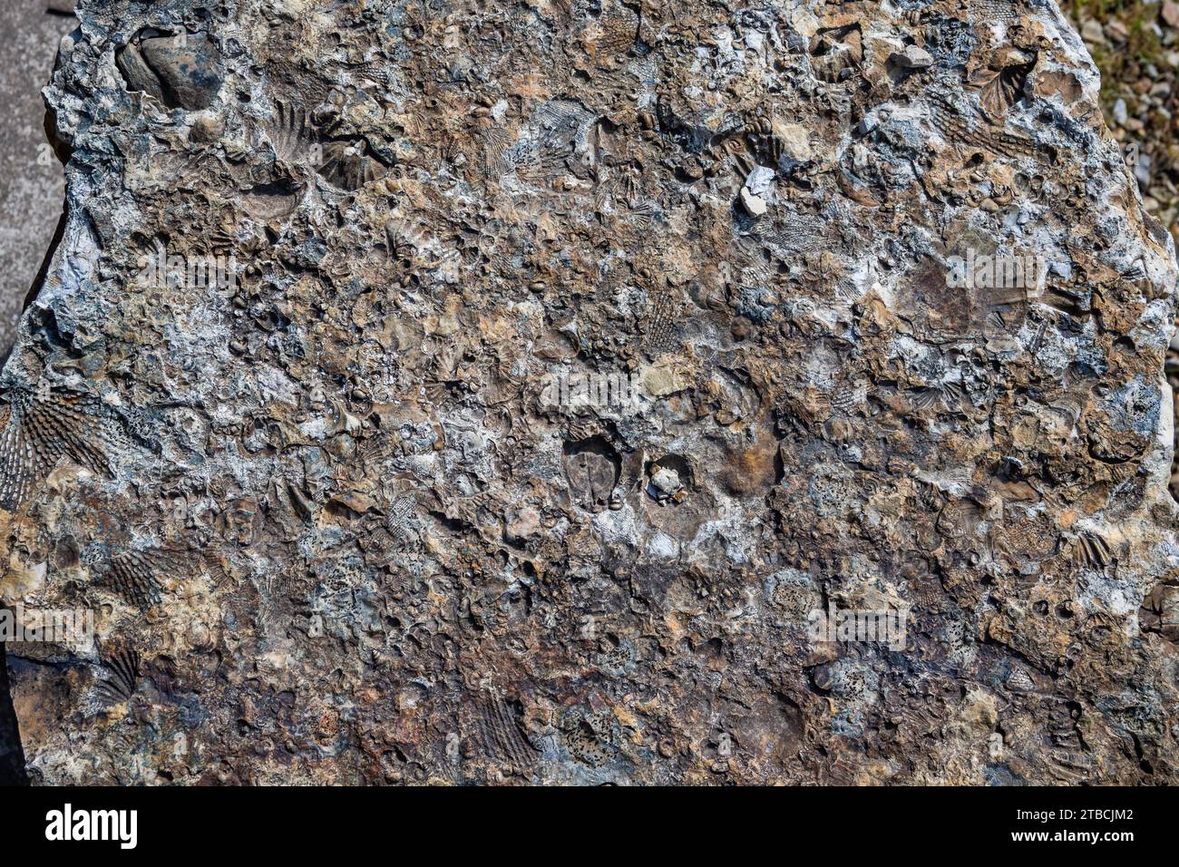 Fossilien der Meereslebewesen in Siltstein. Tasmanien, Australien. Stockfoto