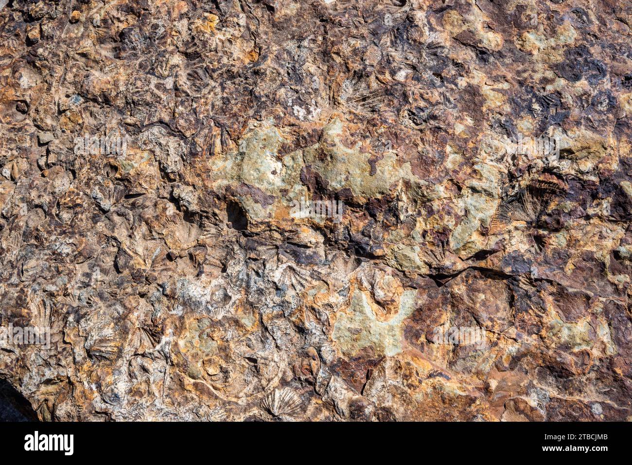 Fossilien der Meereslebewesen in Siltstein. Tasmanien, Australien. Stockfoto