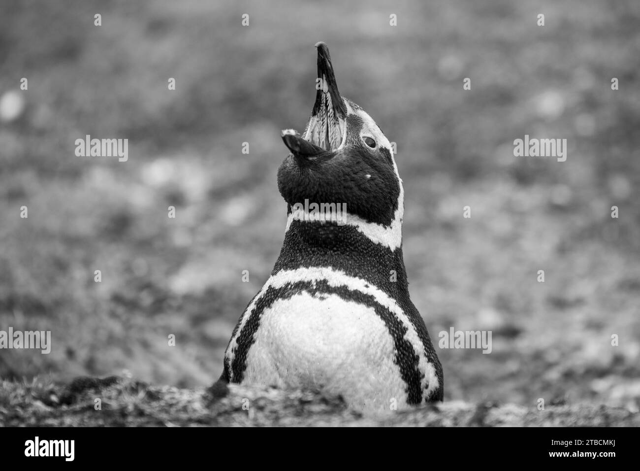 Falklandinseln, West Falklands, Saunders Island. Magellanpinguin (Spheniscus magellanicus) mit offenem Mund mit Papillenspitzen. Stockfoto