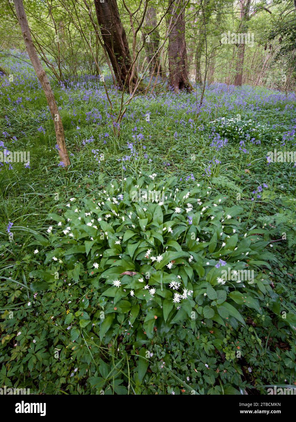 Ransomes (Allium ursinum) und Bluebells (Hyacinthoides non-scripta), erstrahlen in einer natürlichen, intimen englischen Frühlingslandschaft Stockfoto