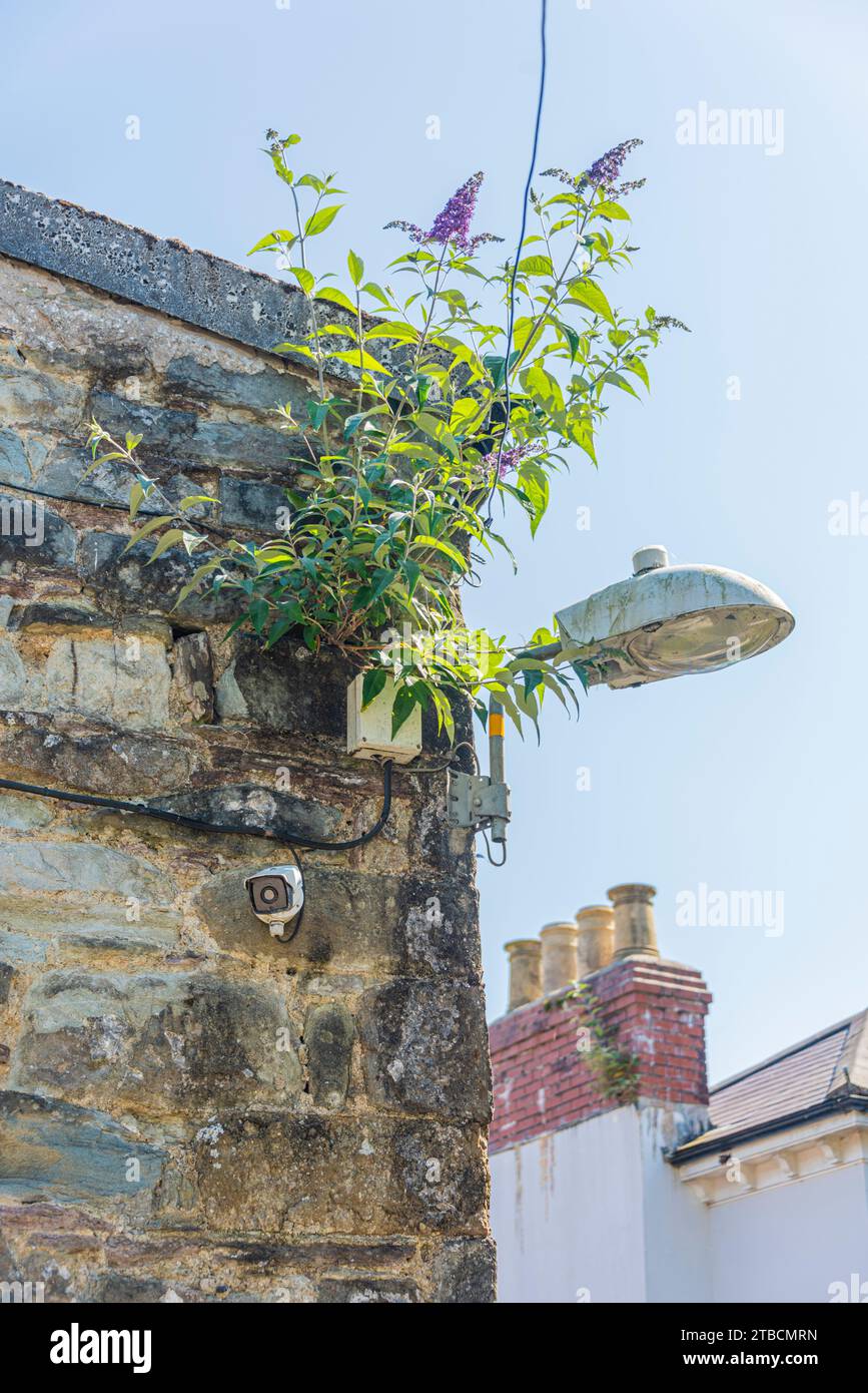 Sehenswürdigkeiten rund um das Stadtzentrum von Narberth, die wunderschöne kleine Marktstadt in Carmarthenshire, West Wales, Großbritannien: Phillip Roberts Stockfoto