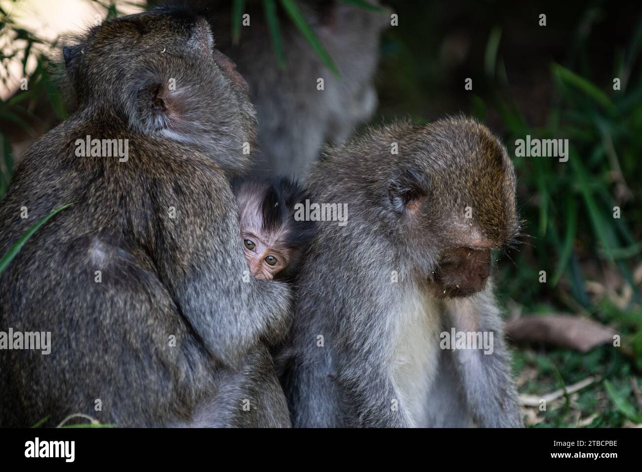 Eine Familie balinesischer Langschwanzaffen sitzt auf einem Waldboden, während sich ein Baby in den Armen seiner Mutter schmiegt. Stockfoto
