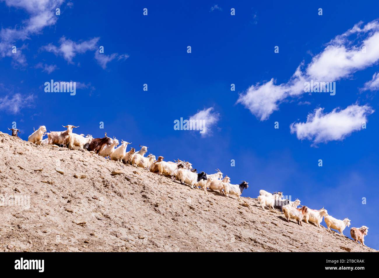 Changthangi oder Ladakh Paschmina Ziegen, Ladakh, Indien Stockfoto