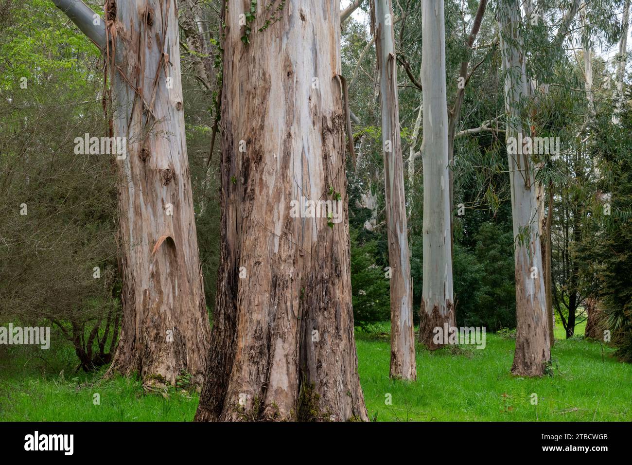 Reife Eukalyptusbäume auf dem Gelände des Plas Newydd House in Ynys Mon (Anglesey), Nordwales. Stockfoto