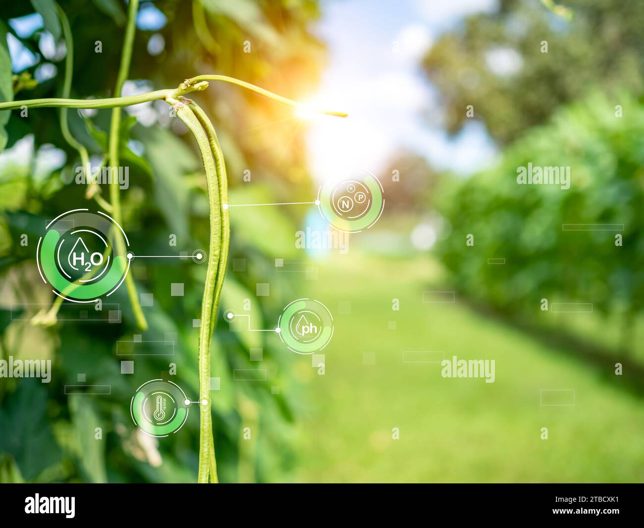 Smart Farming mit IoT, futuristisches Landwirtschaftskonzept 4,0, Farming 4,0, Smart Agricultural Technology und innovative Agrarkonzepte Stockfoto