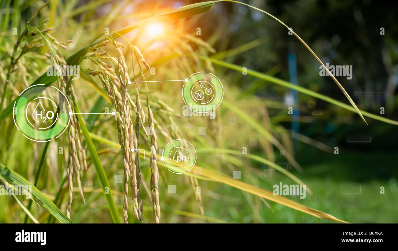 Smart Farming mit IoT, futuristisches Landwirtschaftskonzept 4,0, Farming 4,0, Smart Agricultural Technology und innovative Agrarkonzepte Stockfoto