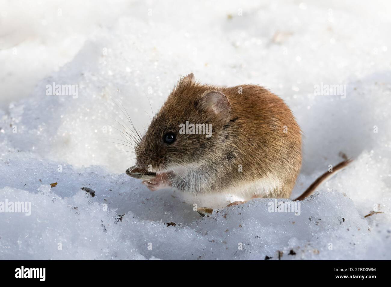 Rötelmaus Stockfoto