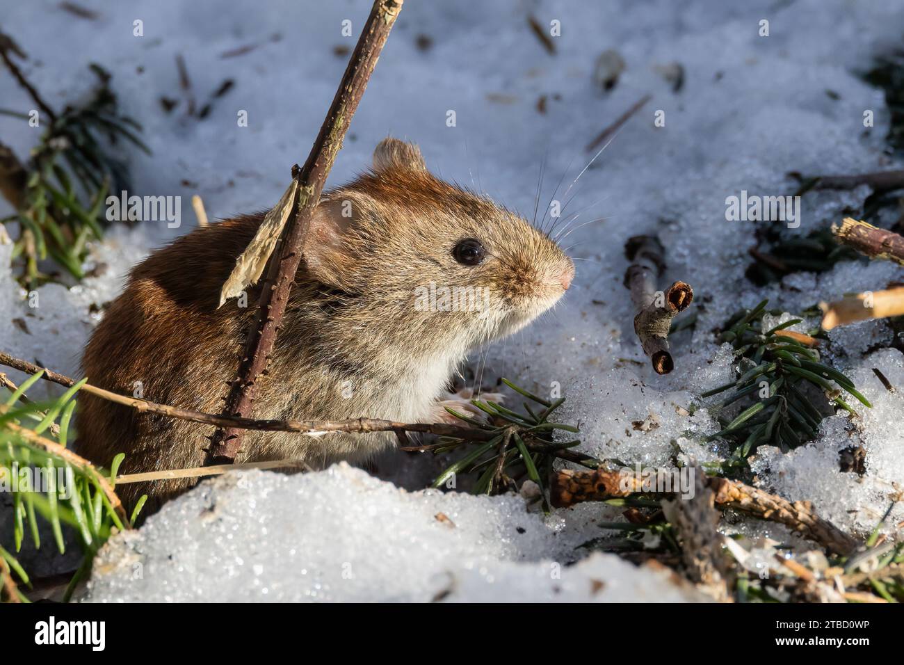 Rötelmaus Stockfoto