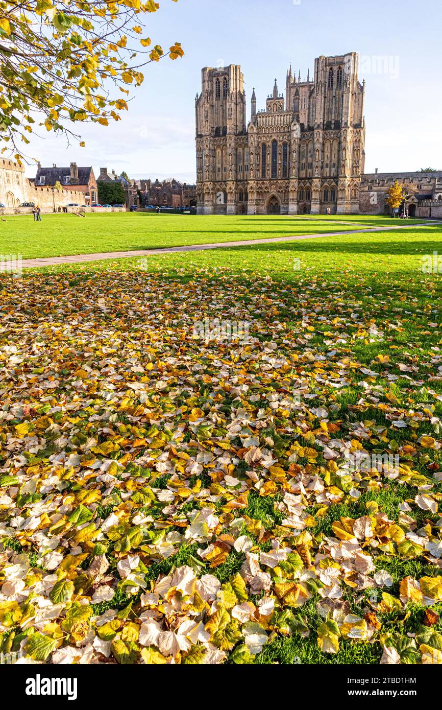 Herbstfarben auf der Kathedrale grün vor der Westfront der Wells Cathedral, Wells, Somerset, England, Großbritannien Stockfoto