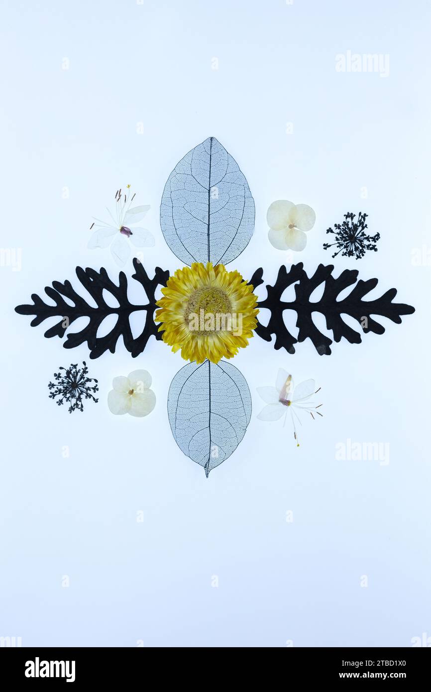 Ein Mandala aus Blumen und Blättern auf weißem Hintergrund. Stockfoto