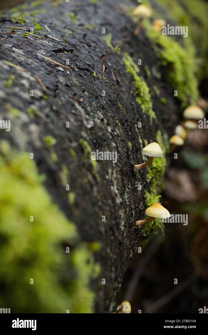 Pilze, die sich an der Seite eines umgestürzten Baumes festhalten, bedeckt mit Moos und Flechten. Stockfoto
