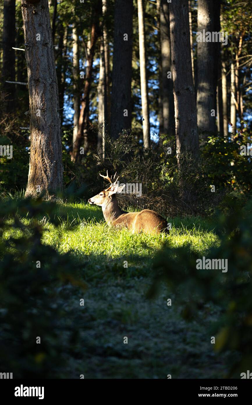 Ein großer Bock mit Geweih, der in einem Sonnenfleck neben einem Wald ruht. Stockfoto