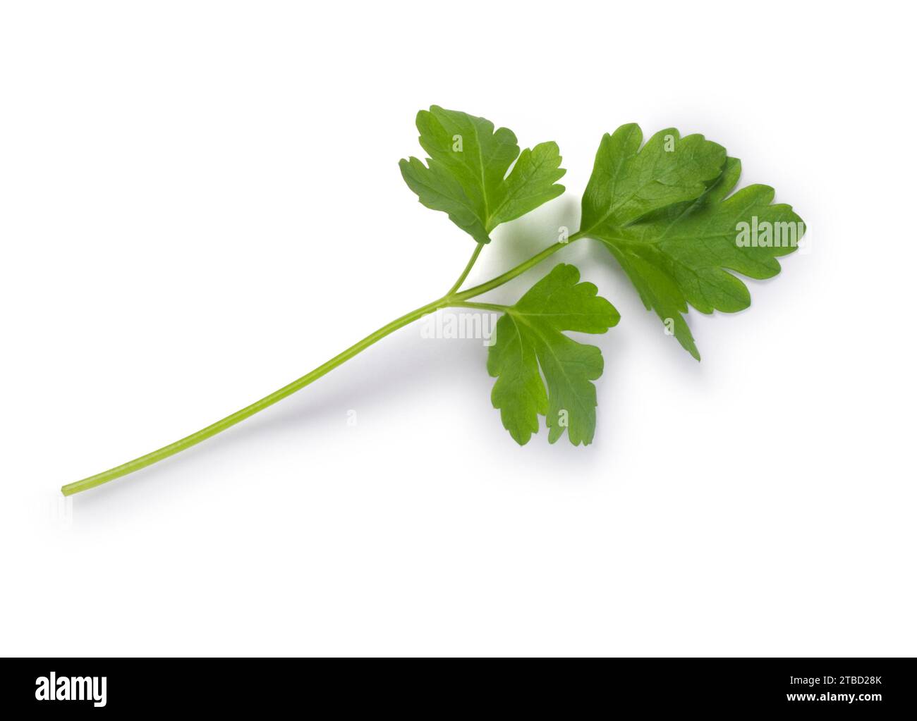 Studio-Aufnahme mit Petersilienblättern, die vor weißem Hintergrund ausgeschnitten wurden Stockfoto