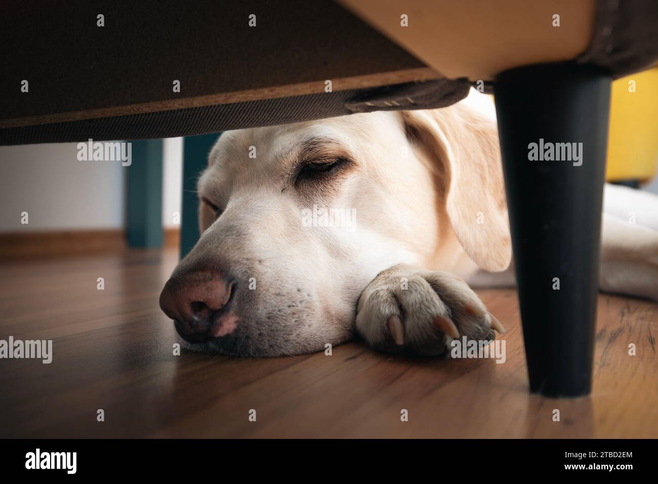 Hundekopf, während er zu Hause ausruht. Der alte labrador-Retriever versteckt sich unter dem Stuhl. Stockfoto