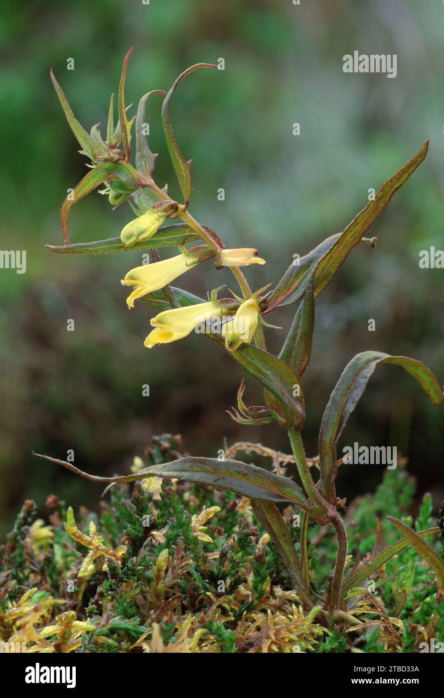 Melampyrum pratense (Melampyrum pratense), einzelne Pflanze in der Blüte auf Heideflächen, Speyside, Cairngorms National Park, Schottland, Juli 1992 Stockfoto