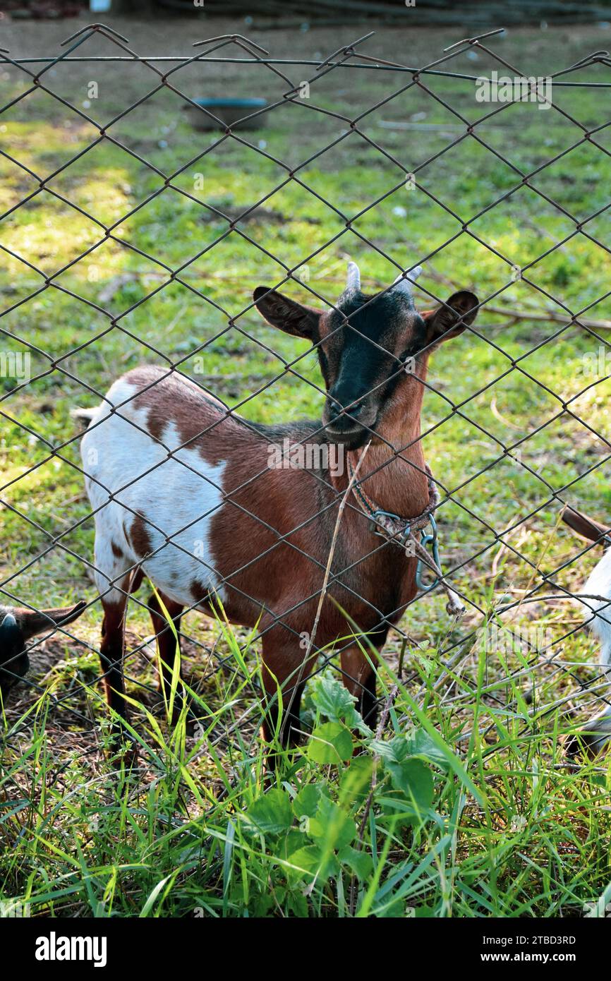 Eine Ziege steht neben einem Drahtzaun. Zähme, Haustiere bleiben friedlich auf dem umzäunten Grundstück Stockfoto