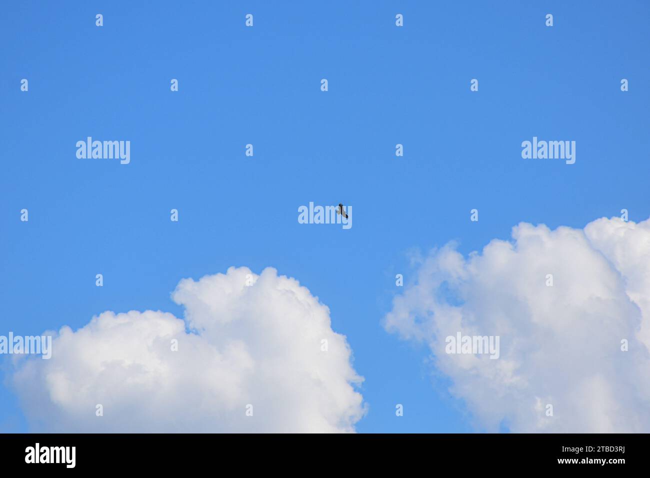 Rabenvogel im Flug. Blauer Himmel und Wolken im Hintergrund Stockfoto Rabenvogel im Flug. Blauer Himmel und Wolken im Hintergrund Stockfoto