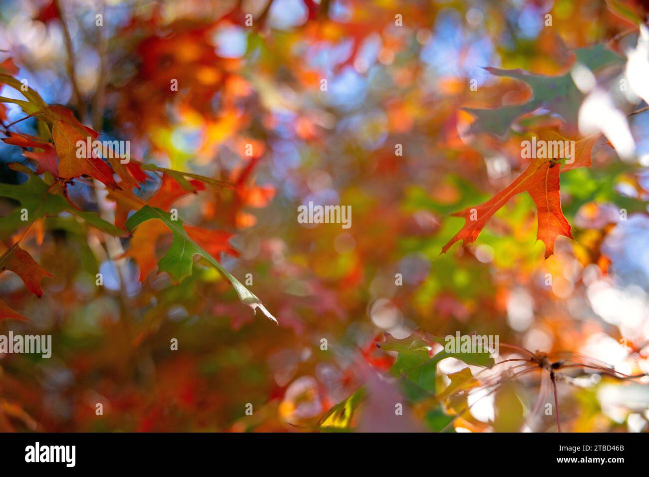 Herbstfarben im Dezember im Red Bud Isle Park in Austin, Texas Stockfoto