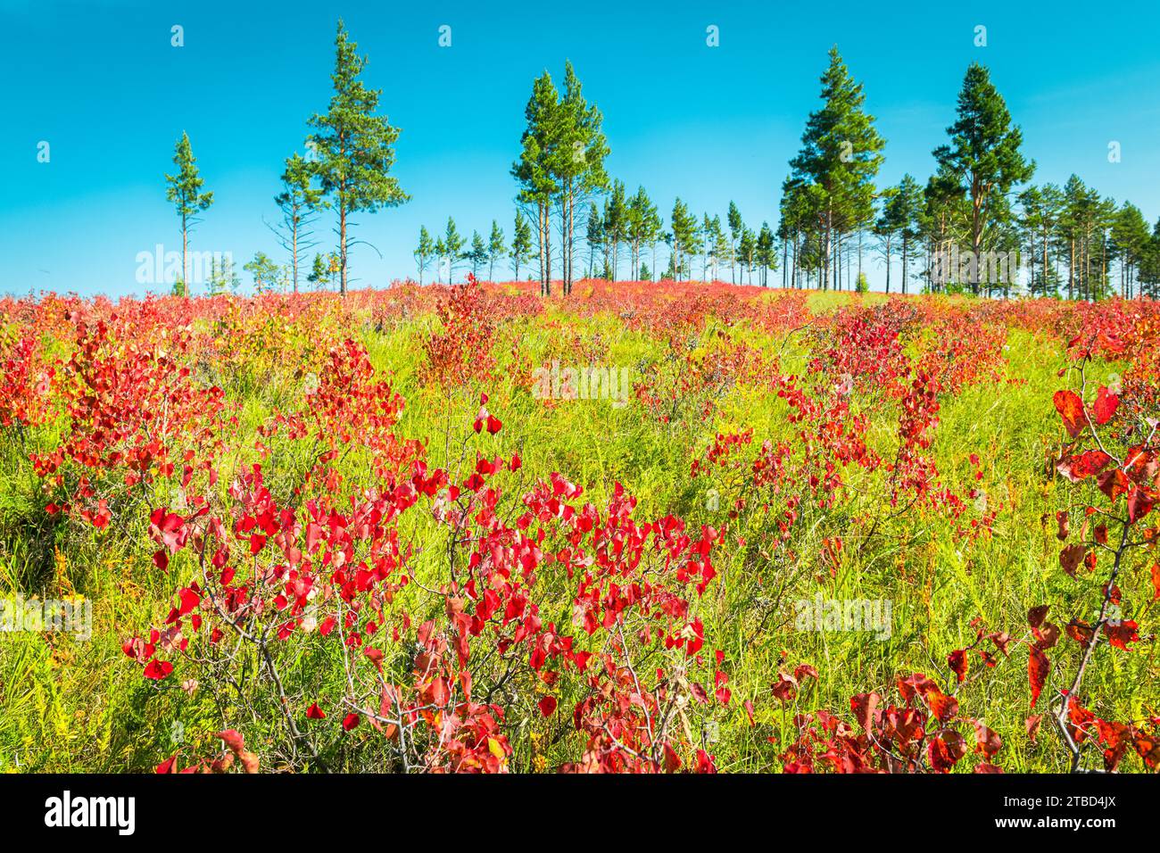 Herbstfarben in der Provinz Selenge, Mongolei Stockfoto