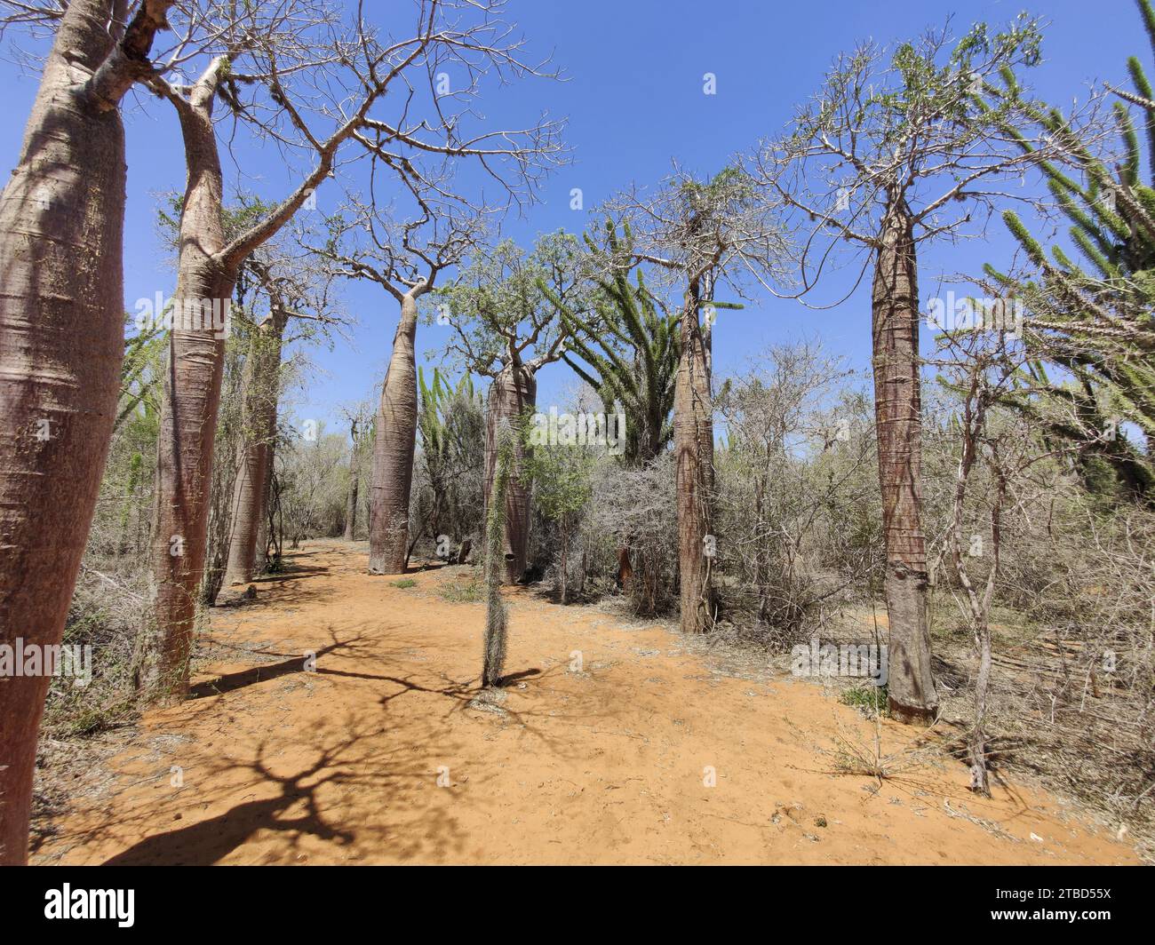 Afrikanischer Baobab (adansonia digitata) im Spiny Forest, Ifaty, Madagaskar Stockfoto