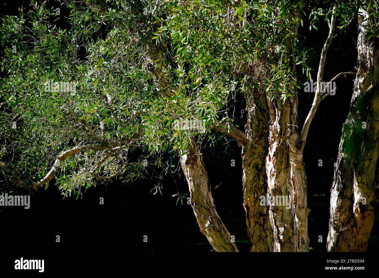 Eukalyptus (Eukalyptus), Eukalyptus, Baum, Pflanze, Flora, Gummibaum, grün, Australien Stockfoto