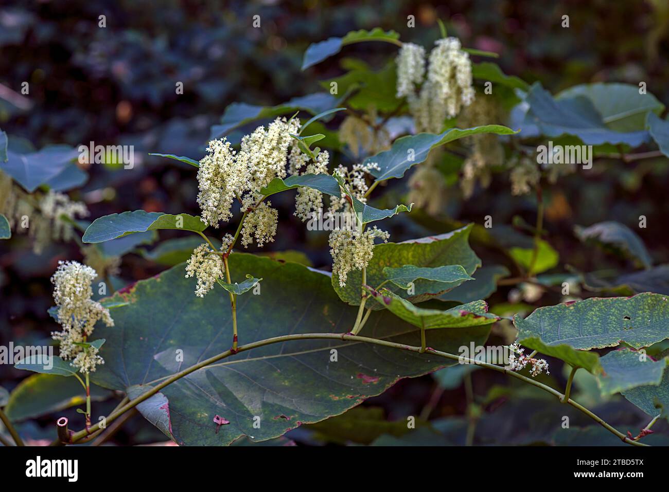 Blühende japanische Knotenweed (Reynoutria japonica), Bayern, Deutschland Stockfoto