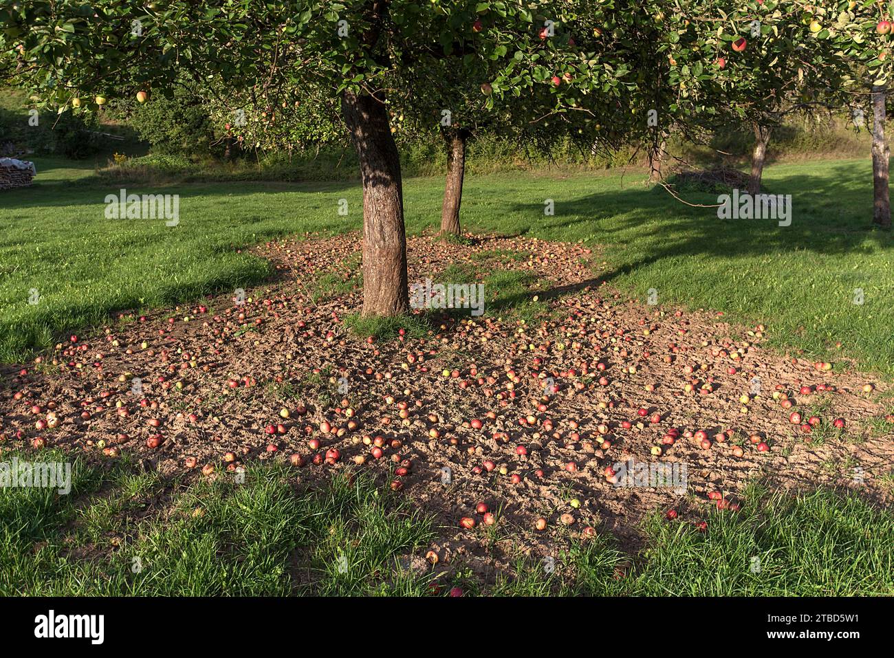Gefallene Äpfel unter einem Apfelbaum (Malus) in einer Wiese, Bayern, Deutschland Stockfoto