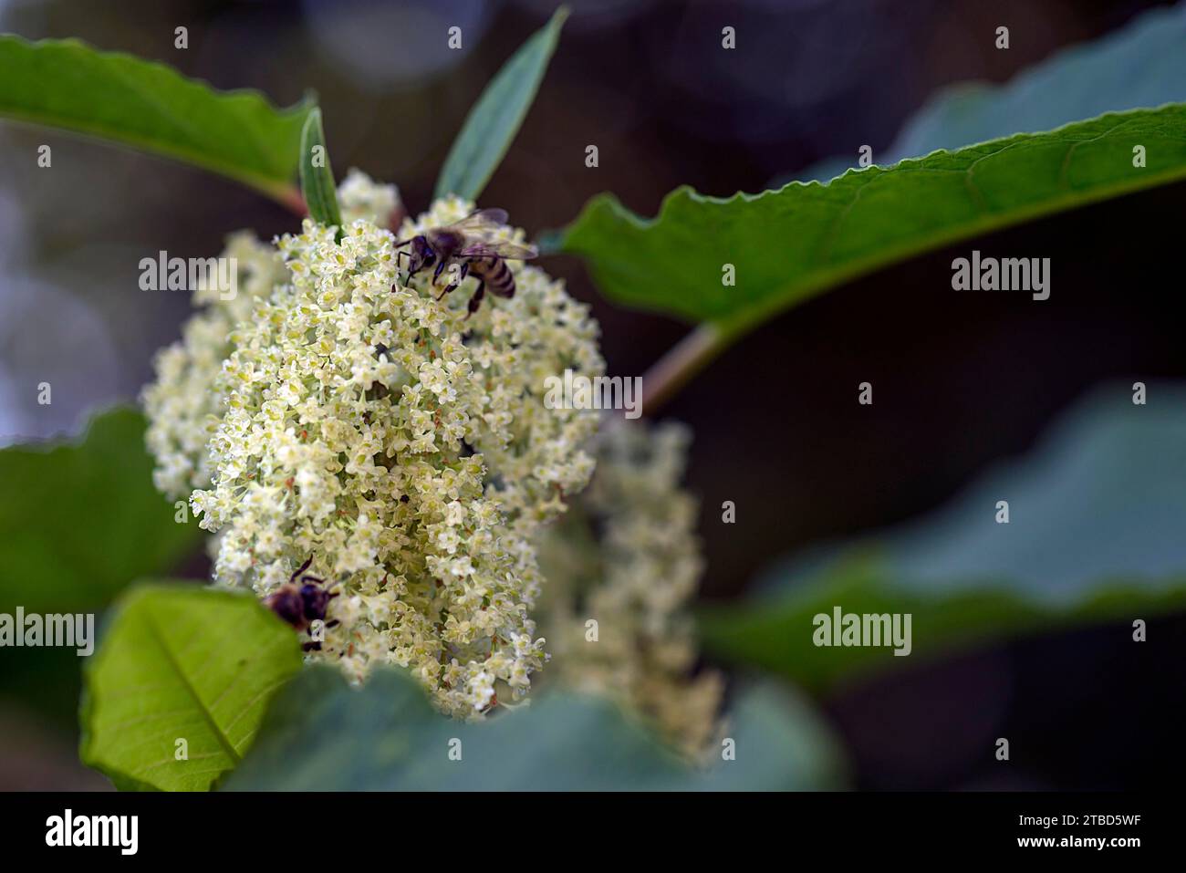 Blühende japanische Knotenweed (Reynoutria japonica) mit Honigbiene, APIs), Bayern, Deutschland Stockfoto