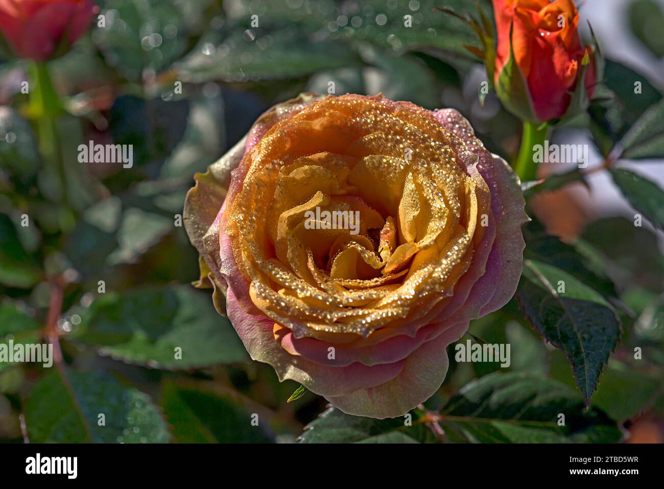 Rosenblüte (rosa) mit feinen Tautropfen, Bayern, Deutschland Stockfoto
