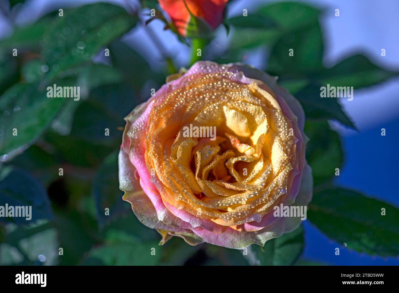 Rosenblüte (rosa) mit feinen Tautropfen, Bayern, Deutschland Stockfoto