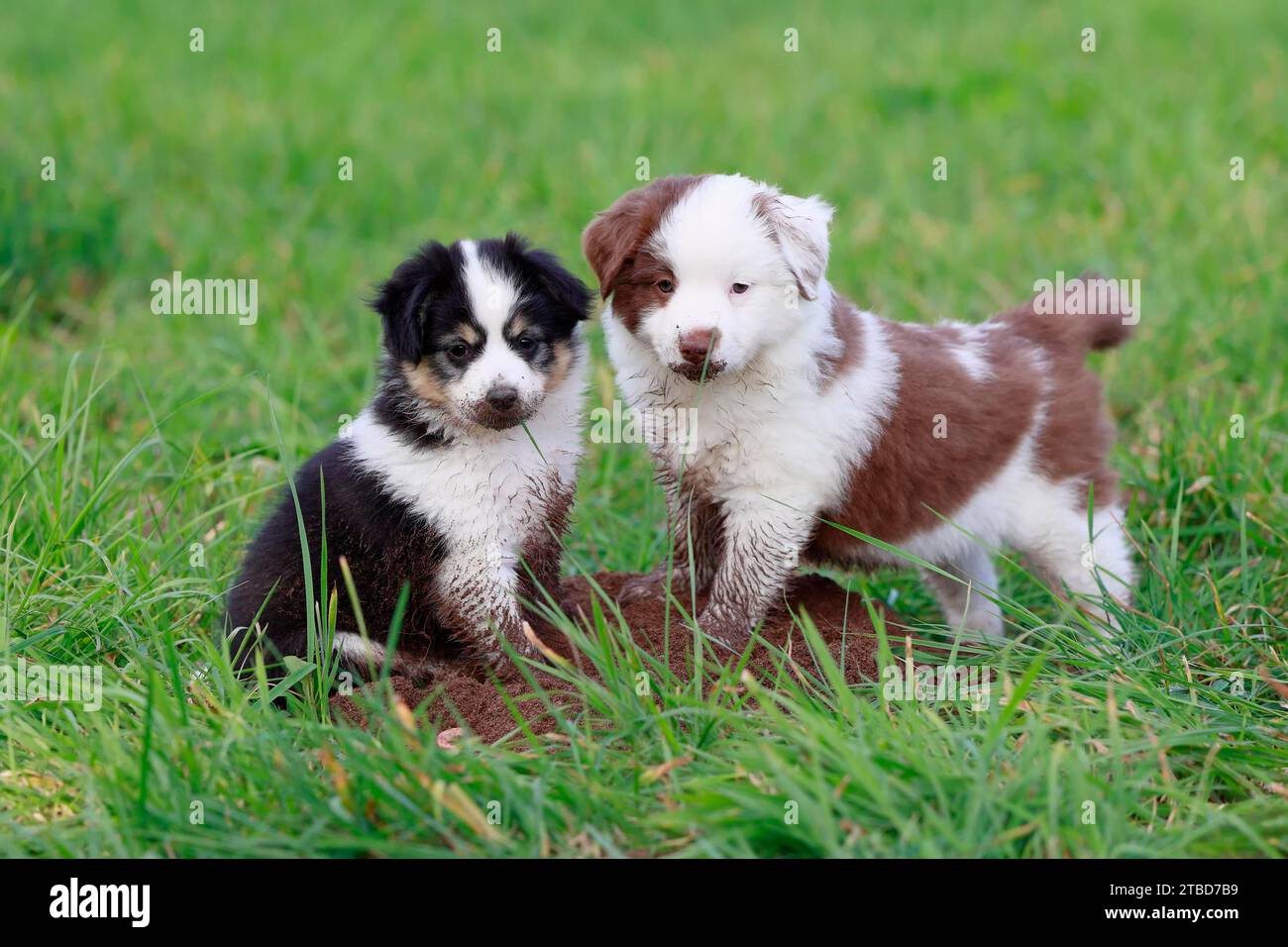 Miniatur American Shepherd (Canis Lupus familiaris) Welpen, zwei Welpen auf einem Erdhügel, Rheinland-Pfalz, Deutschland Stockfoto