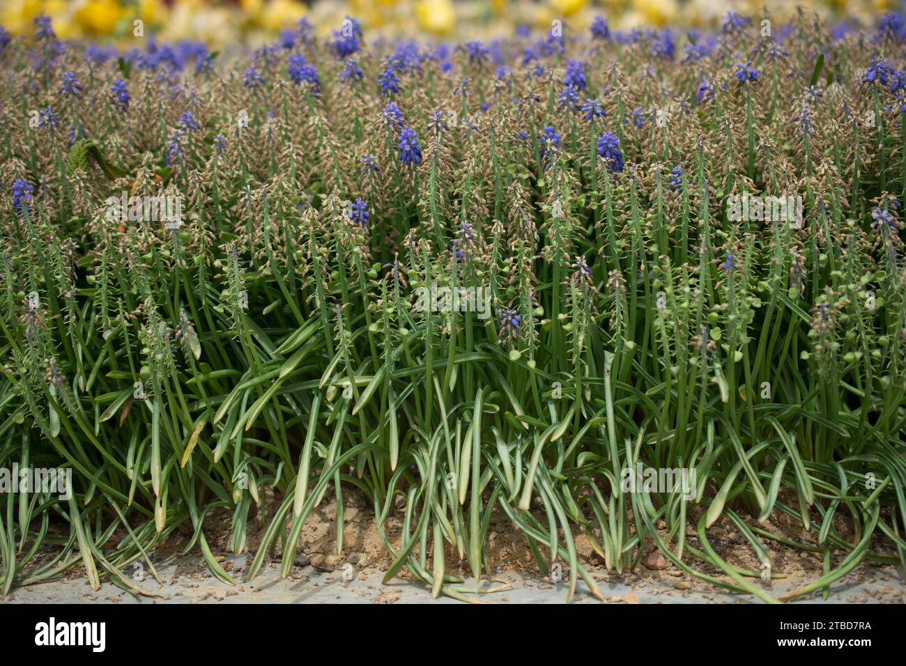 Blühende schöne bunte natürlichen Blumen in Aussicht Stockfoto