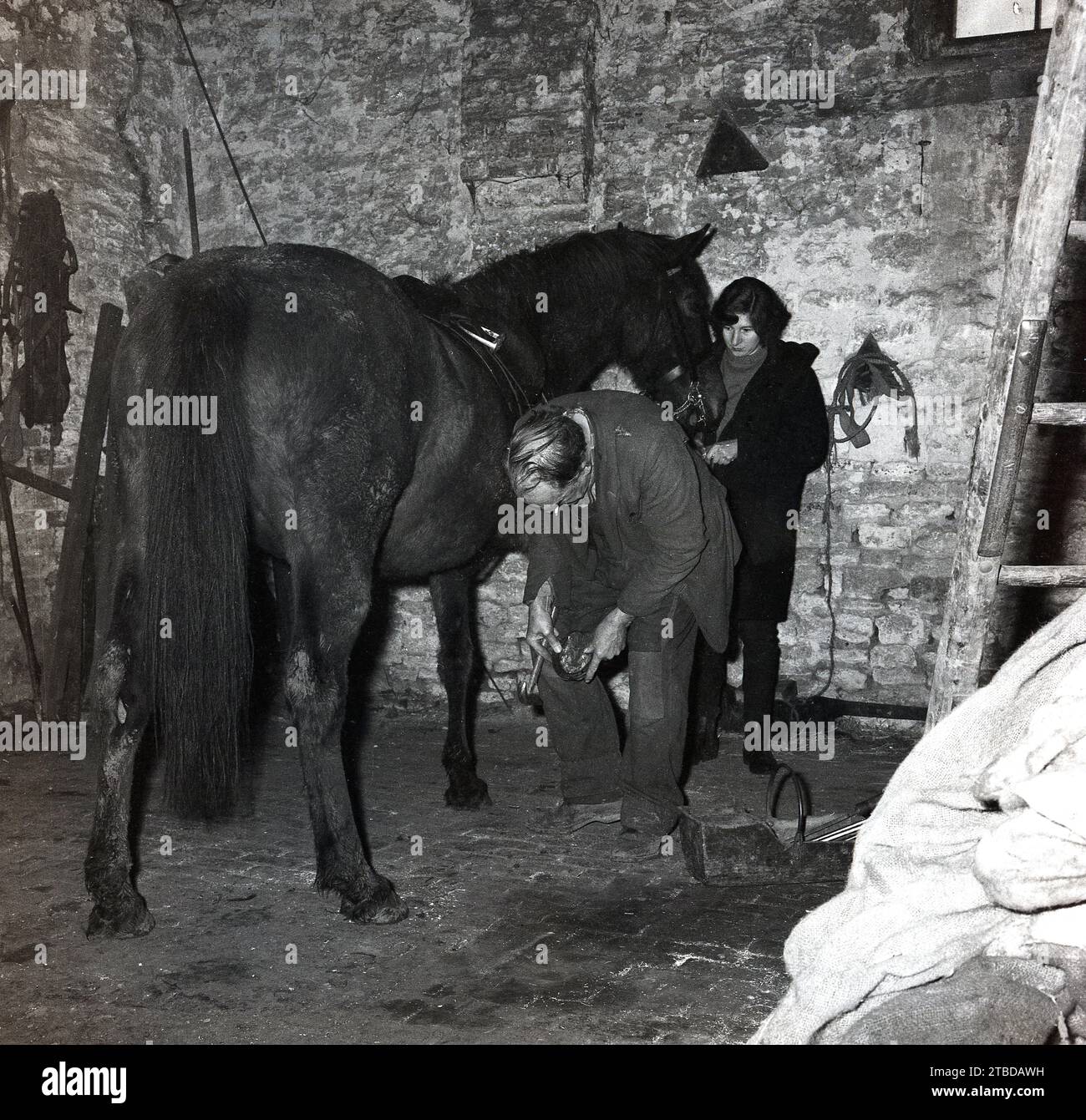 1970er Jahre, historisch, in einer Steinscheune, ein Farmer, der ein Pferd schleudert, mit einem Stallmädchen, das den Pferdekopf hält, England, Großbritannien. Stockfoto