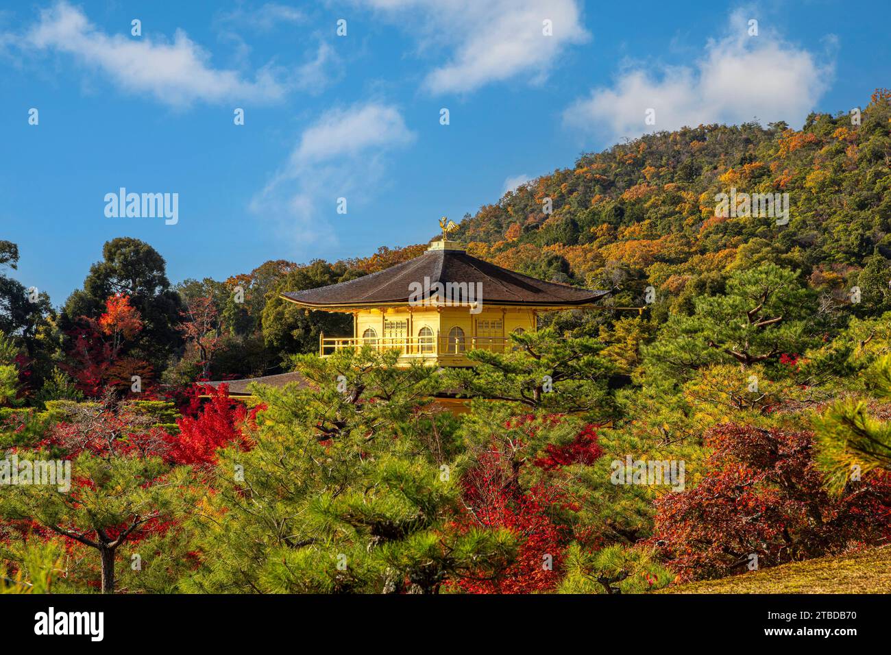 goldener kinkakuji-Tempel, der zwischen den Herbstbäumen entspringt Stockfoto