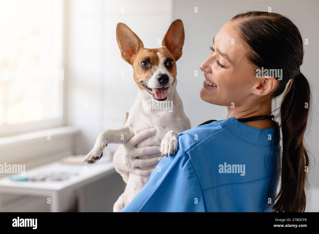 Der Tierarzt hält Happy Dog zur Untersuchung Stockfoto