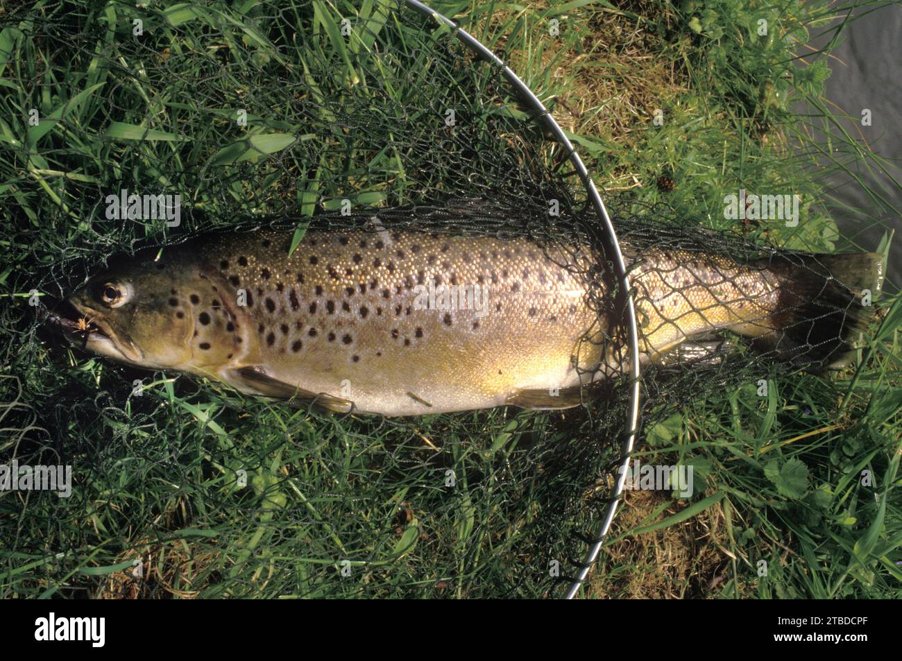 Fliegenfischen auf dem Fluss Test. Eine gesprenkelte braune Forelle, die am Ufer des Flusses gefangen wurde von John Birth, einem Profi-Sportler. Hampshire, England, Mai 1985. 1980er Jahre Großbritannien Stockfoto