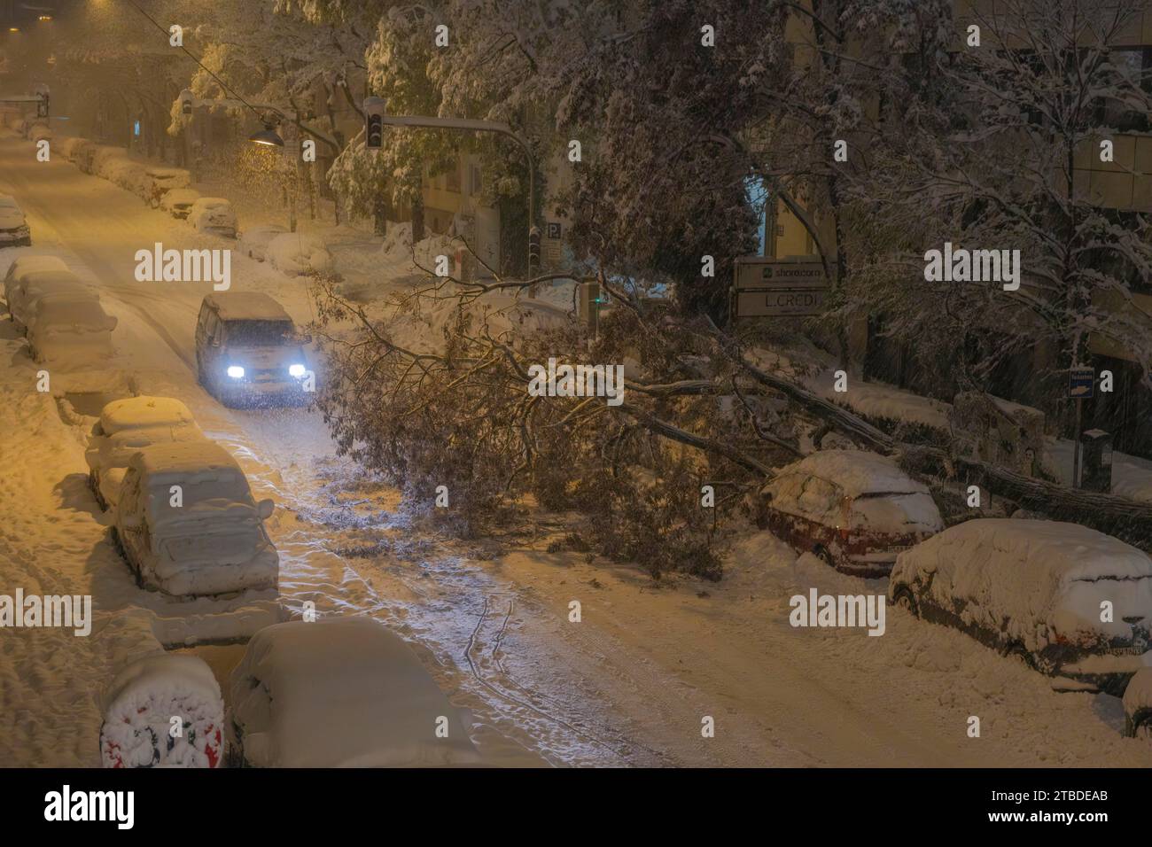 Durch starke Schneelast über den Baum gebogen, München Stockfoto