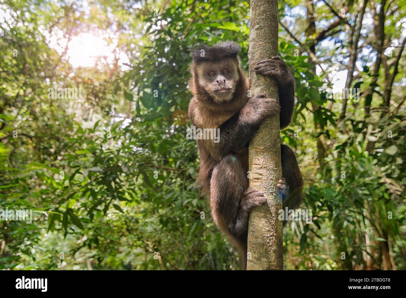 Kapuzineraffe (Cebus apella) im Baum in Pocos de Caldas, Minas Gerais, Brasilien. Stockfoto