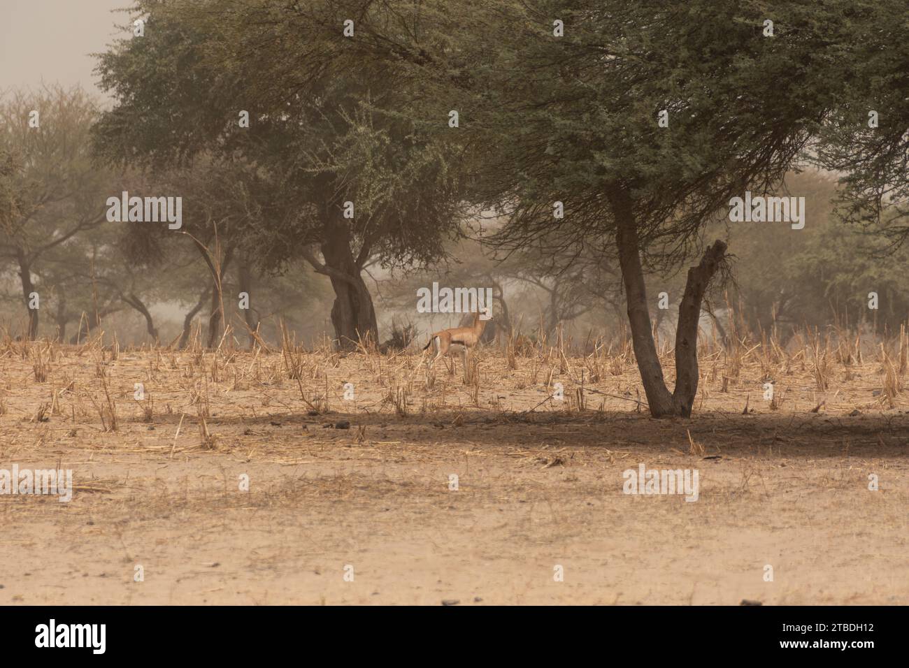 akazien mit Gazelle in der sahel, tschad Stockfoto