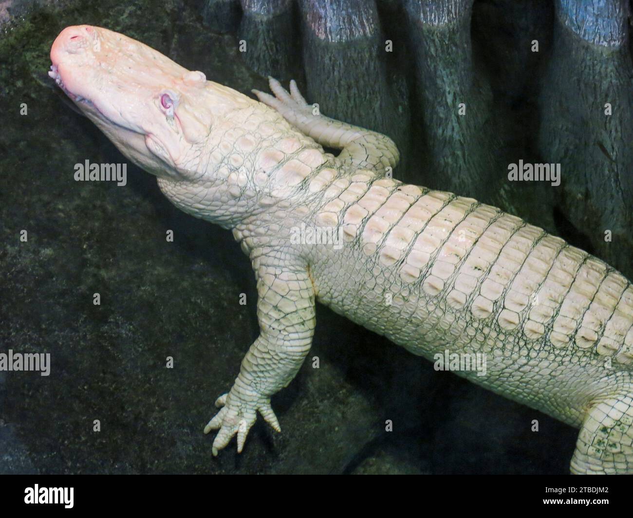 Albino American Alligator an der California Academy of Sciences, San Francisco, Kalifornien Stockfoto