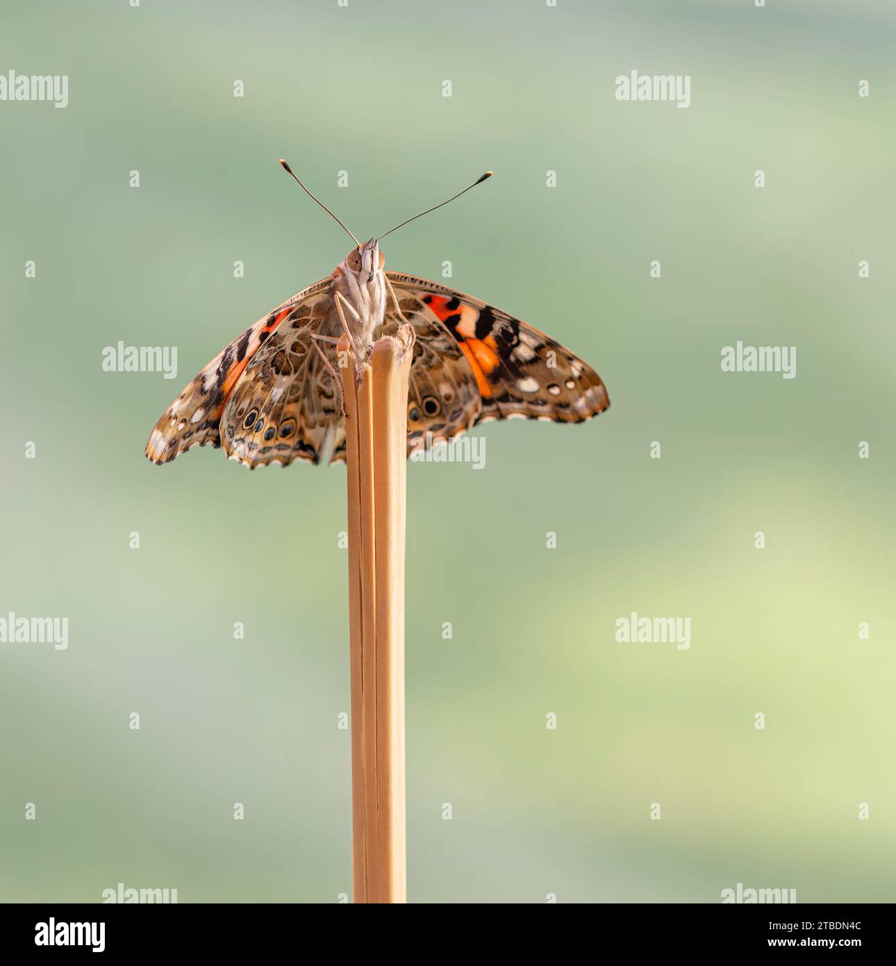 Makro einer gemalten Dame Schmetterling (vanessa cardui) auf einem Stock - glatter grüner Hintergrund Stockfoto