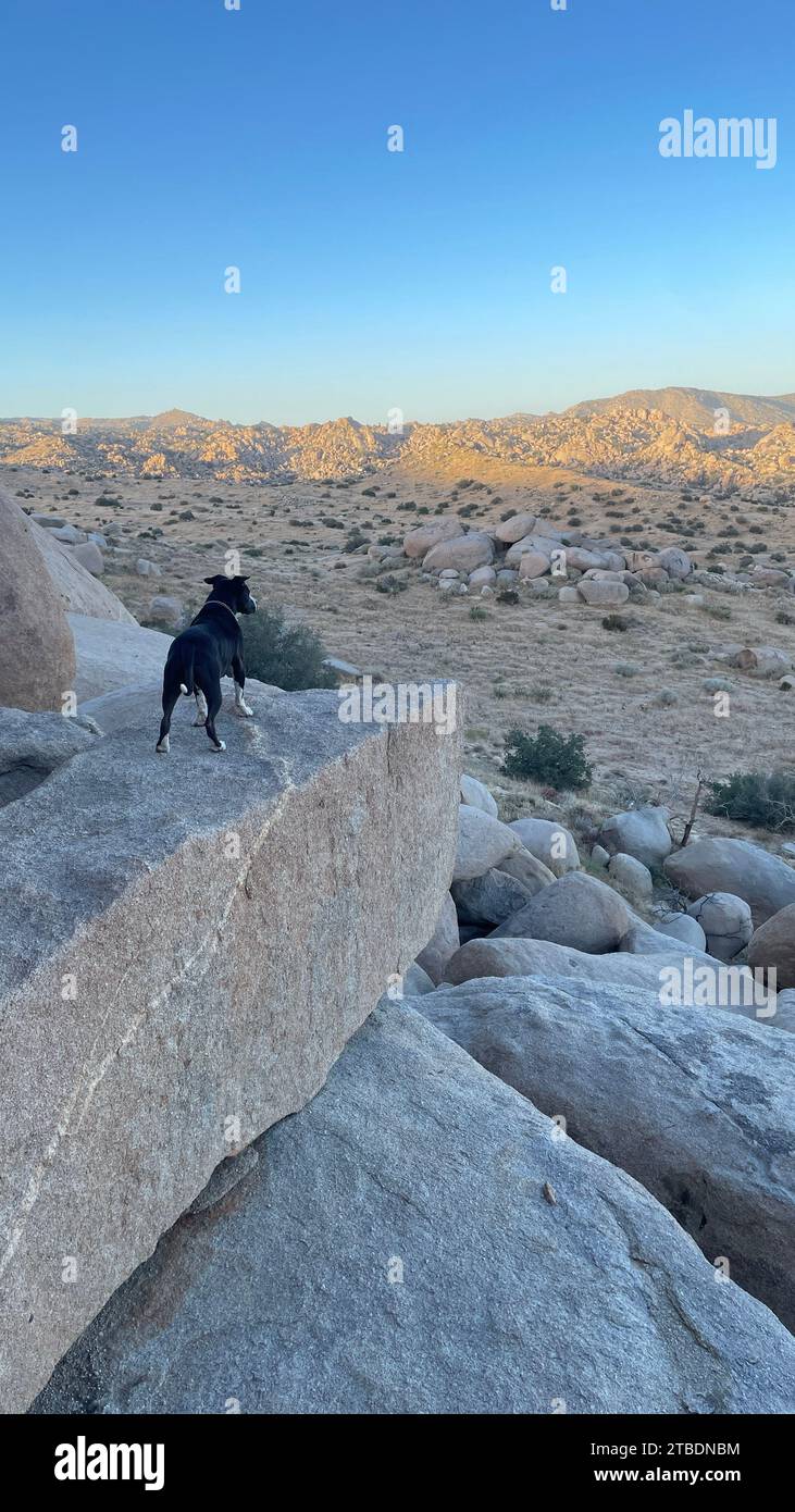 Hunde, die den Sonnenuntergang in der Wüste im Yucca-Tal der Mojave-Wüste genießen Stockfoto