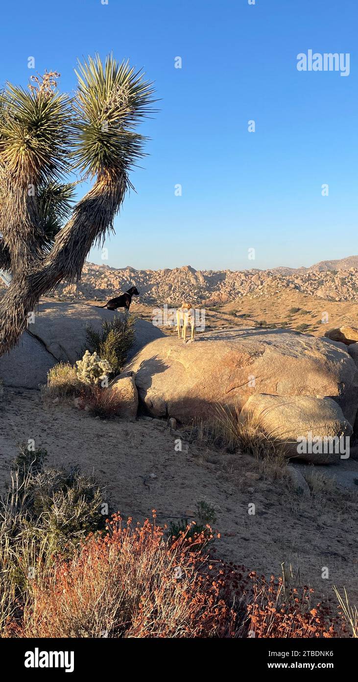Hunde, die den Sonnenuntergang in der Wüste im Yucca-Tal der Mojave-Wüste genießen Stockfoto
