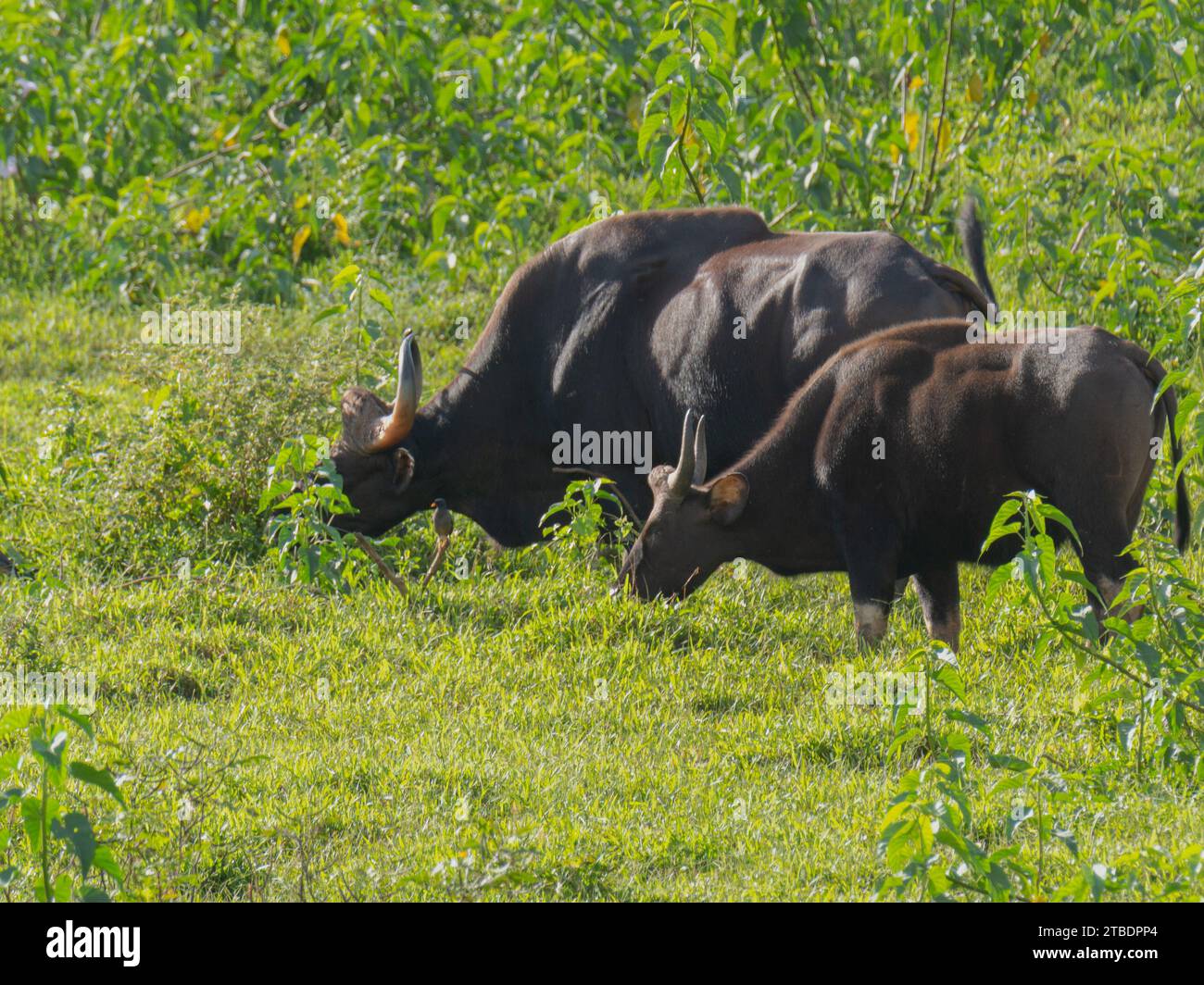 Indischer Gaur oder indischer Bison, Stockfoto
