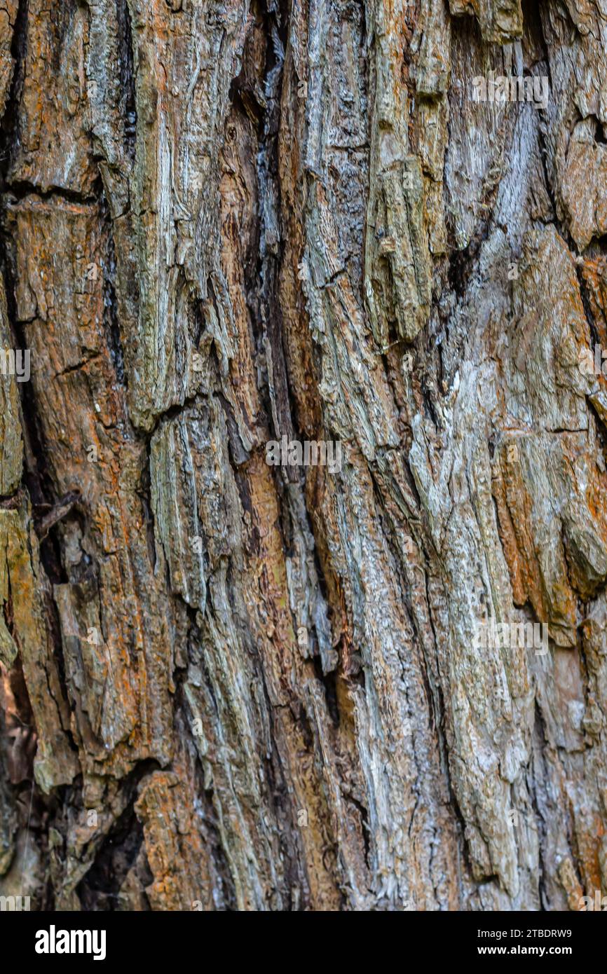 Altes holz Baum Textur Hintergrund Muster. Stockfoto