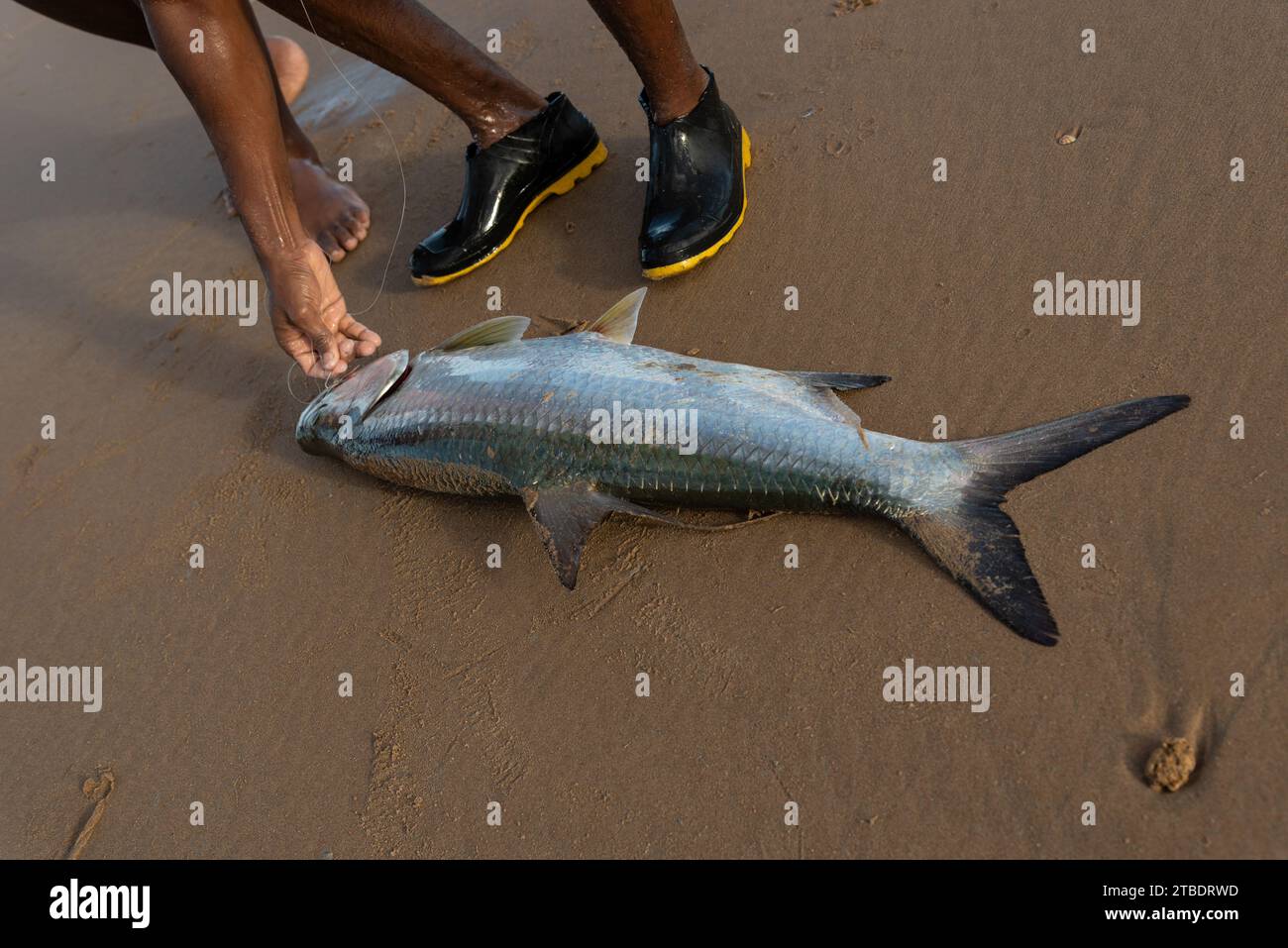 Salvador, Bahia, Brasilien - 26. April 2019: Tarponfisch, Megalops atlanticus, von Fischern gefangen. Meeresfrüchte. Meeresfischerei. Stockfoto