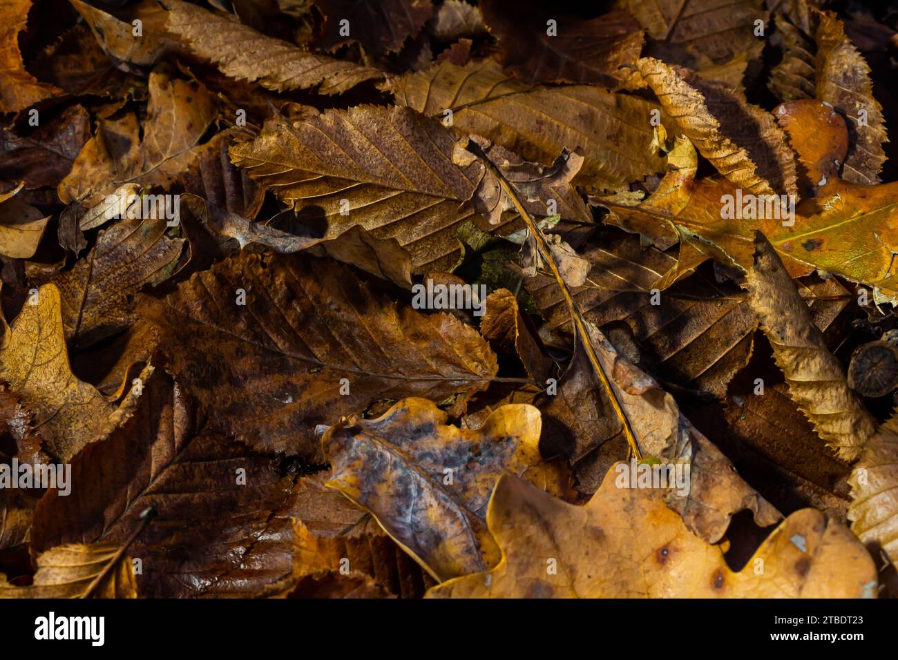 Goldene Blätter mit nahtlosem Muster bilden einen hellen Teppich auf dem Boden. Stockfoto