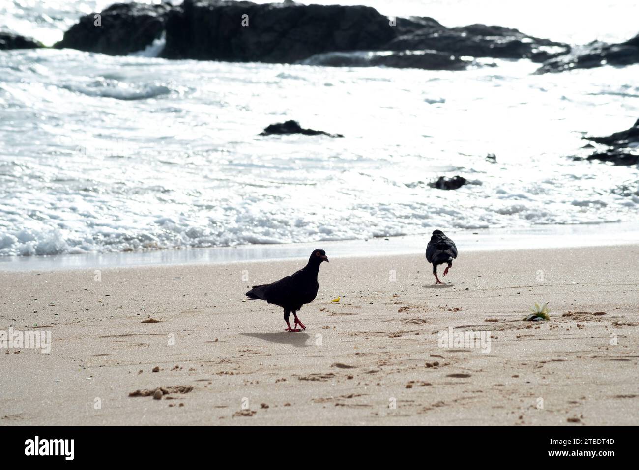 Silhouette von zwei Tauben, die am Strand nach Essen suchen. Tierleben. Stockfoto