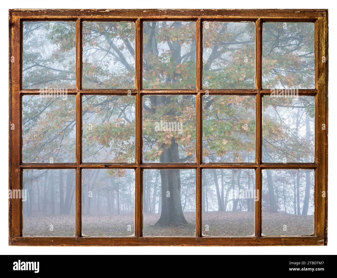 Wald und Eiche im Nebel, von einem Retro-Fenster aus gesehen Stockfoto
